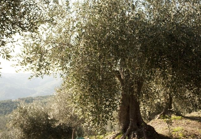 historia oliwy z oliwek